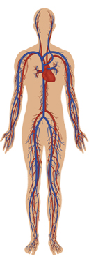 Circulatory System