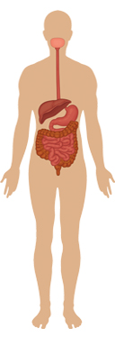 Gastrointestinal tract and metabolism