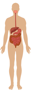 Apparato gastrointestinale e metabolismo