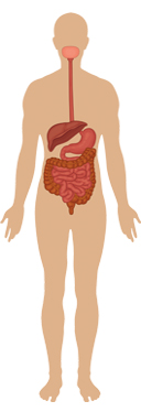 Tracto gastrointestinal y metabolismo