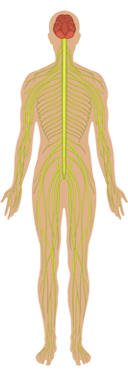 Nervous System